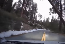 前沿汽车资讯:观看200英尺的红杉树撞倒在驾驶者车上