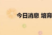 今日消息 培育钻石板块快速拉升