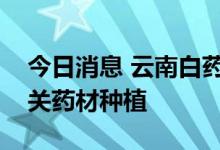 今日消息 云南白药：公司暂未开展千金藤相关药材种植