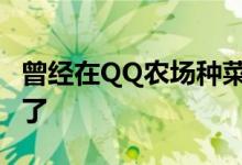 曾经在QQ农场种菜的年轻人 开始在阳台种菜了