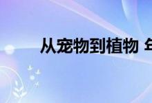从宠物到植物 年轻人总得养点什么