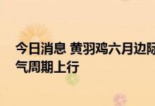 今日消息 黄羽鸡六月边际改善明显 专家预计下半年迎来景气周期上行