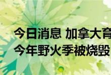 今日消息 加拿大育空地区超十万公顷土地在今年野火季被烧毁