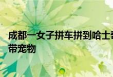 成都一女子拼车拼到哈士奇上热搜 网友直呼可爱：网约车能带宠物