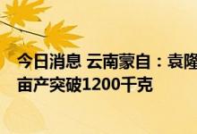 今日消息 云南蒙自：袁隆平超级杂交水稻“卓两优1126” 亩产突破1200千克