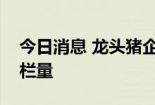 今日消息 龙头猪企：国庆节前将加大生猪出栏量