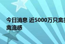 今日消息 近5000万只禽类被扑杀：欧洲暴发史上最大规模禽流感