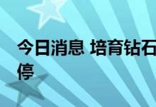 今日消息 培育钻石板块持续走低 黄河旋风跌停