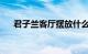 君子兰客厅摆放什么地方招财知识介绍