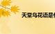 天堂鸟花语是什么知识介绍