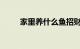 家里养什么鱼招财又镇宅知识介绍