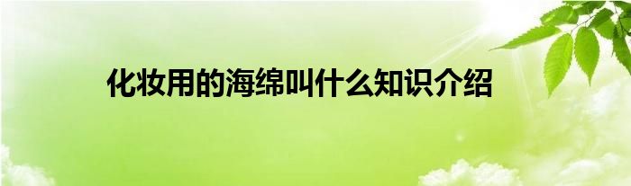 化妆用的海绵叫什么知识介绍