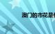 澳门的市花是什么知识介绍
