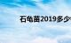 石龟苗2019多少钱一只知识介绍
