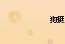 狗挺入我身体