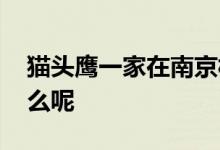 猫头鹰一家在南京相继热中暑 究竟发生了什么呢