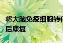 将大脑免疫细胞转化为神经元有助于小鼠中风后康复