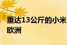 重达13公斤的小米电动滑板车3Lite即将抵达欧洲